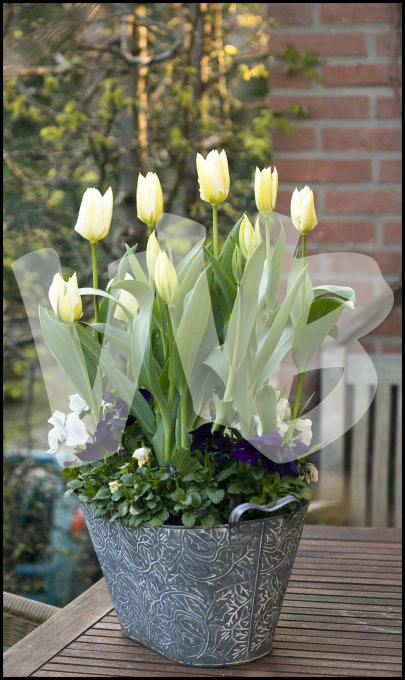 vvbvanbree bloemen en planten j  3162